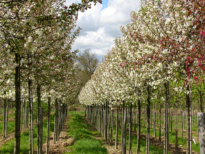 La conduite d’un arbre d’alignement doit tenir compte de nombreuses contraintes. Ici, des Malus evereste en pépinière - © Pepinieres Charentaises